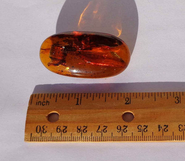 Amber Brooch with Insects Plant Matter